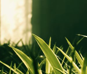 Preview wallpaper plant, leaves, light, green, macro