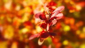 Preview wallpaper plant, leaves, light, blur