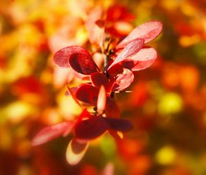 Preview wallpaper plant, leaves, light, blur