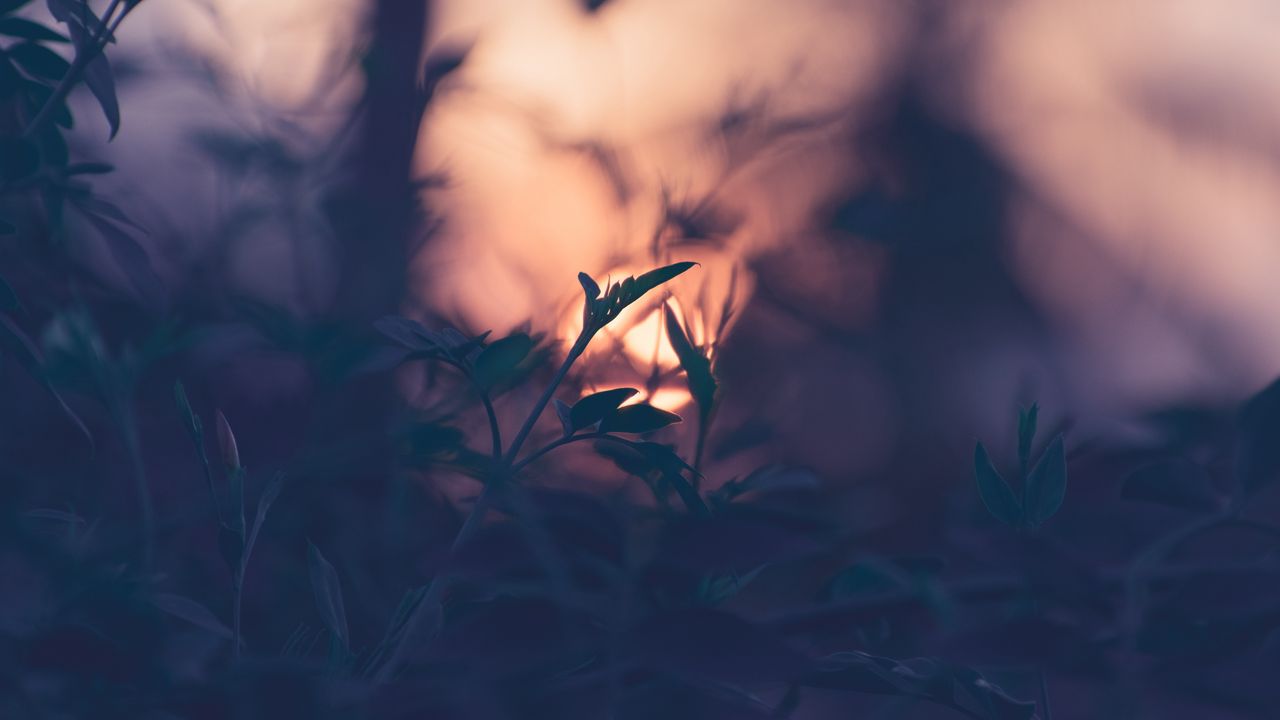 Wallpaper plant, leaves, macro, blur, sunset, branches