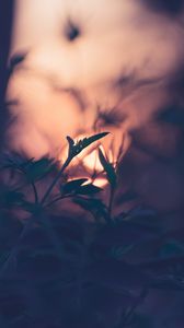 Preview wallpaper plant, leaves, macro, blur, sunset, branches