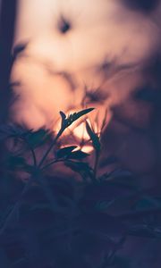 Preview wallpaper plant, leaves, macro, blur, sunset, branches