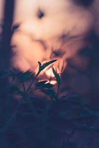 Preview wallpaper plant, leaves, macro, blur, sunset, branches