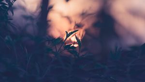 Preview wallpaper plant, leaves, macro, blur, sunset, branches