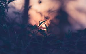 Preview wallpaper plant, leaves, macro, blur, sunset, branches