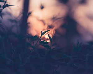 Preview wallpaper plant, leaves, macro, blur, sunset, branches