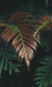 Preview wallpaper plant, leaves, macro, carved, dry