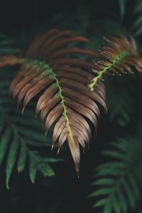 Preview wallpaper plant, leaves, macro, carved, dry