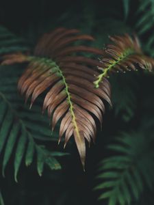 Preview wallpaper plant, leaves, macro, carved, dry