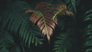 Preview wallpaper plant, leaves, macro, carved, dry