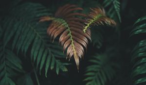 Preview wallpaper plant, leaves, macro, carved, dry