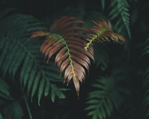 Preview wallpaper plant, leaves, macro, carved, dry