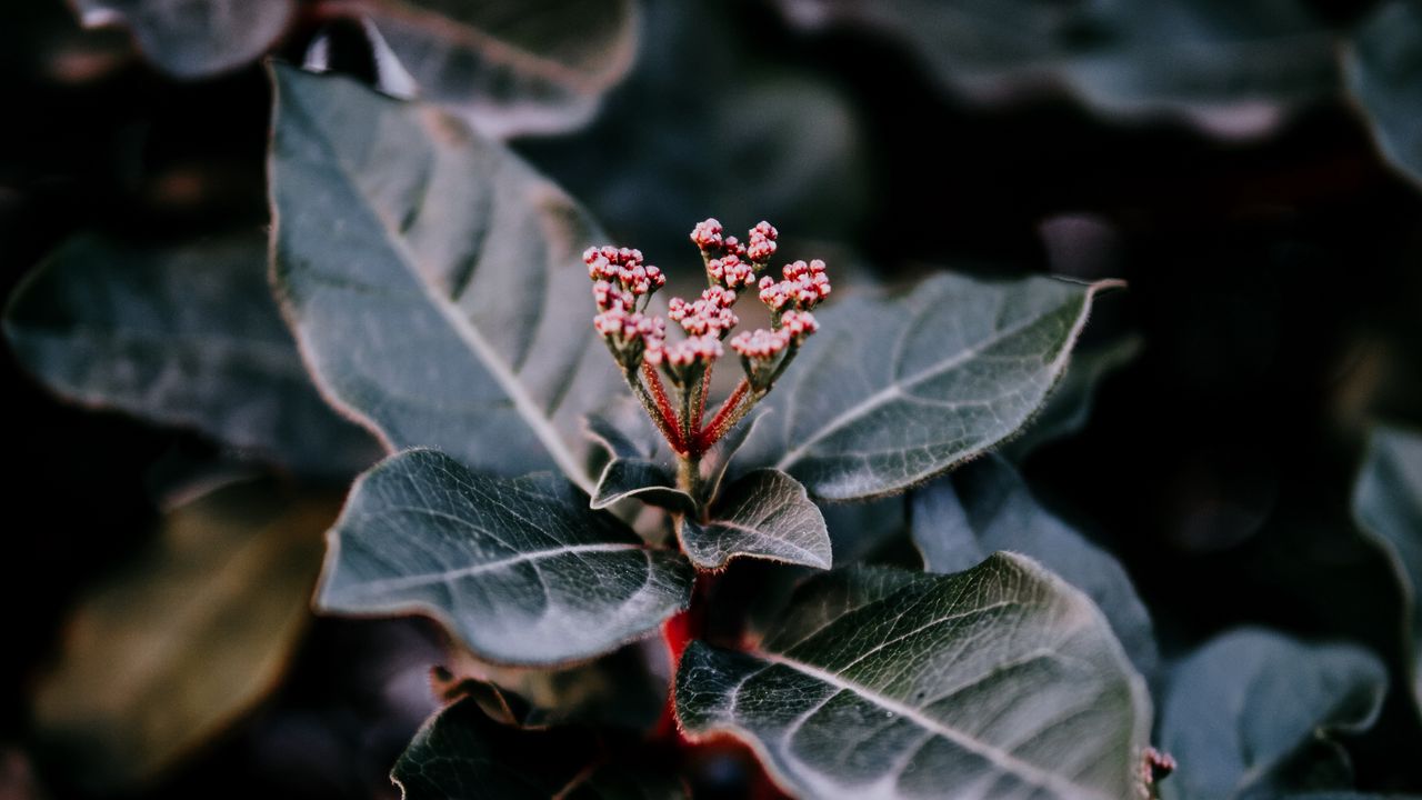 Wallpaper plant, leaves, macro, blur, branch