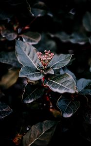 Preview wallpaper plant, leaves, macro, blur, branch