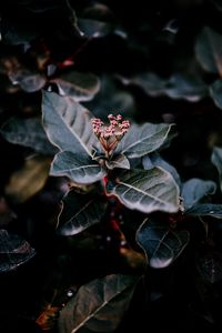 Preview wallpaper plant, leaves, macro, blur, branch