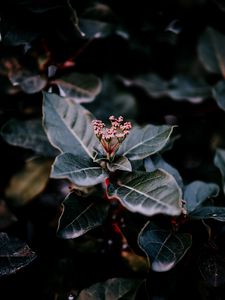 Preview wallpaper plant, leaves, macro, blur, branch