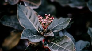 Preview wallpaper plant, leaves, macro, blur, branch