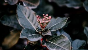 Preview wallpaper plant, leaves, macro, blur, branch