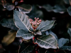 Preview wallpaper plant, leaves, macro, blur, branch