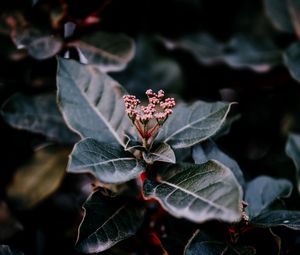 Preview wallpaper plant, leaves, macro, blur, branch