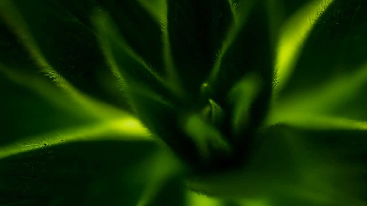 Wallpaper plant, leaves, macro, green