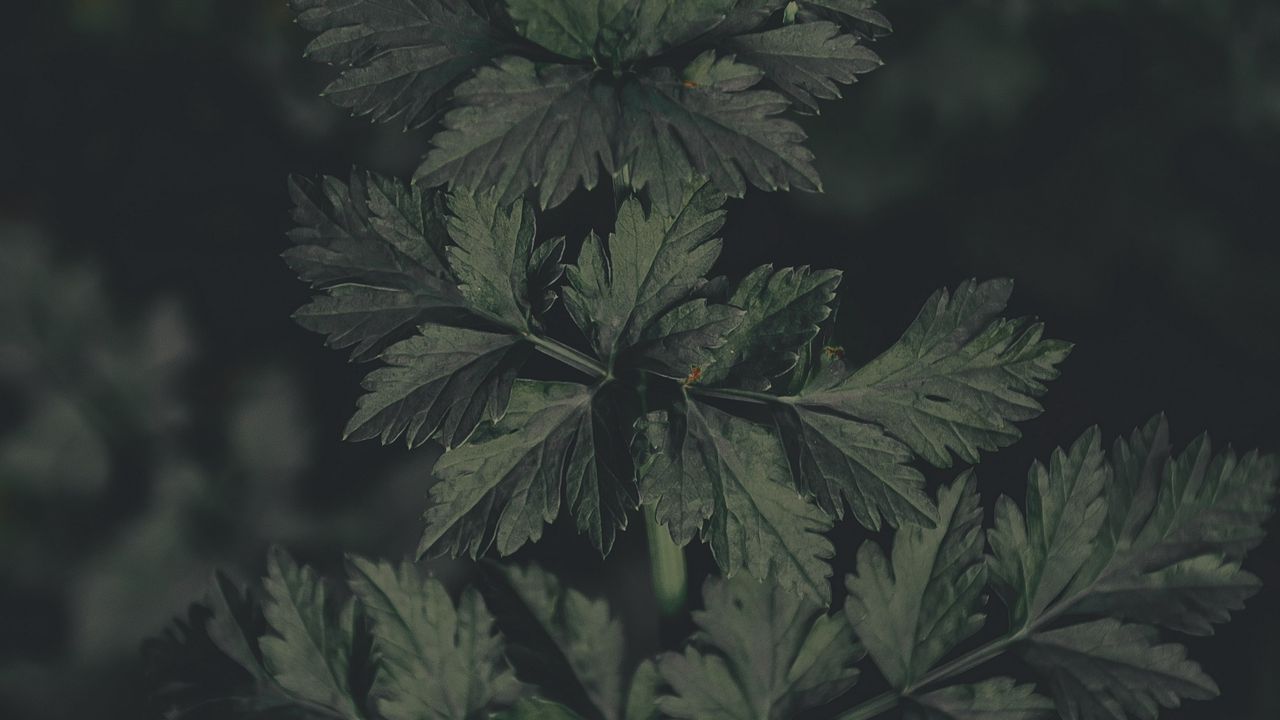 Wallpaper plant, leaves, macro, green, dark