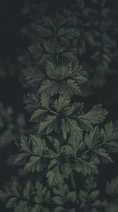 Preview wallpaper plant, leaves, macro, green, dark