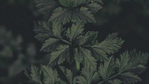 Preview wallpaper plant, leaves, macro, green, dark