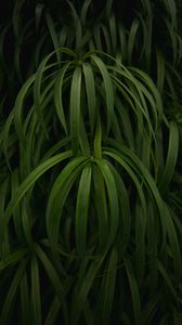 Preview wallpaper plant, leaves, macro, green, glossy