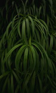 Preview wallpaper plant, leaves, macro, green, glossy