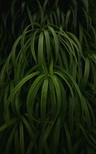 Preview wallpaper plant, leaves, macro, green, glossy