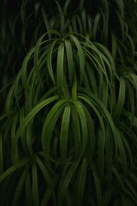 Preview wallpaper plant, leaves, macro, green, glossy