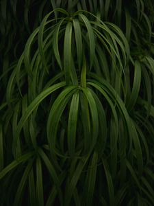 Preview wallpaper plant, leaves, macro, green, glossy