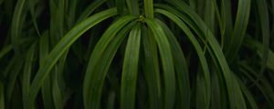 Preview wallpaper plant, leaves, macro, green, glossy