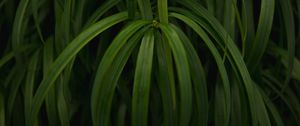 Preview wallpaper plant, leaves, macro, green, glossy