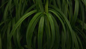 Preview wallpaper plant, leaves, macro, green, glossy