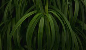 Preview wallpaper plant, leaves, macro, green, glossy