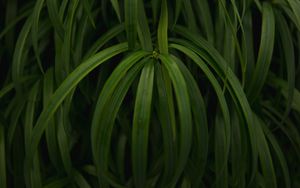 Preview wallpaper plant, leaves, macro, green, glossy