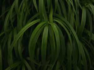 Preview wallpaper plant, leaves, macro, green, glossy