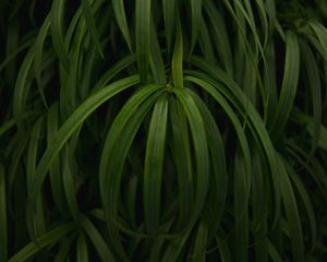 Preview wallpaper plant, leaves, macro, green, glossy