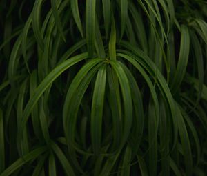 Preview wallpaper plant, leaves, macro, green, glossy