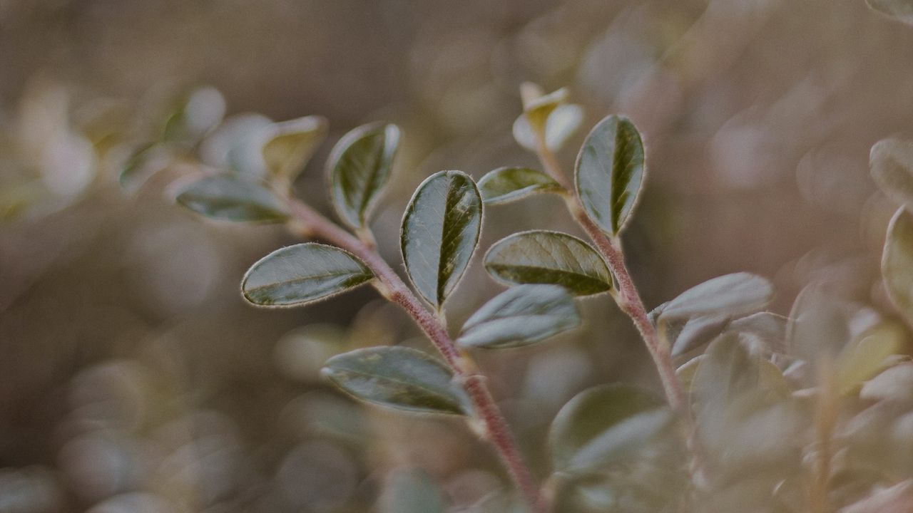 Wallpaper plant, leaves, macro, veins, blur