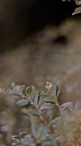 Preview wallpaper plant, leaves, macro, veins, blur