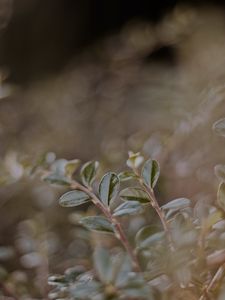 Preview wallpaper plant, leaves, macro, veins, blur