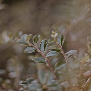 Preview wallpaper plant, leaves, macro, veins, blur