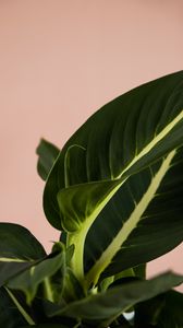 Preview wallpaper plant, leaves, macro, houseplant