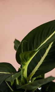 Preview wallpaper plant, leaves, macro, houseplant