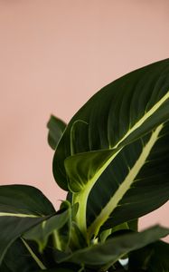 Preview wallpaper plant, leaves, macro, houseplant