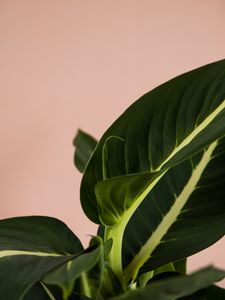 Preview wallpaper plant, leaves, macro, houseplant