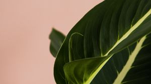 Preview wallpaper plant, leaves, macro, houseplant